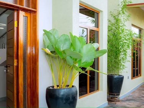 Wooden entrance doors beside large leafy plants in black pots