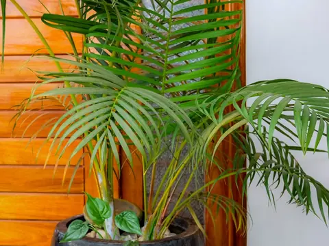 Potted palm in a black planter beside a wooden door